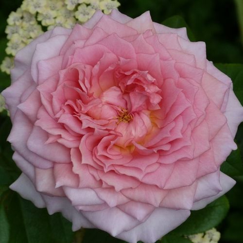 Diszkrét illatú rózsa - Rózsa - Inge's Rose - Online rózsa rendelés